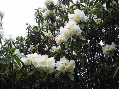 杜鵑花中毒怎麼辦